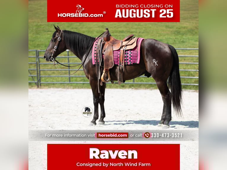 American Quarter Horse Wallach 6 Jahre 152 cm Rappe in Fredericksburg