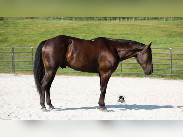 American Quarter Horse Wallach 6 Jahre 152 cm Rappe in Fredericksburg