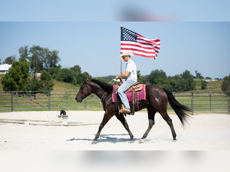 American Quarter Horse Wallach 6 Jahre 152 cm Rappe in Fredericksburg