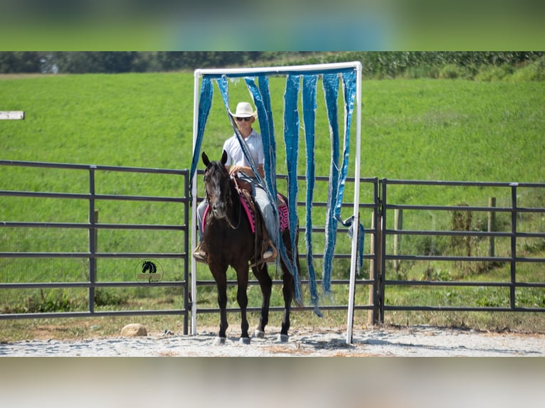 American Quarter Horse Wallach 6 Jahre 152 cm Rappe in Fredericksburg