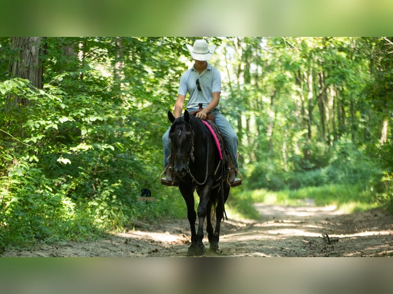 American Quarter Horse Wallach 6 Jahre 152 cm Rappe in Fredericksburg