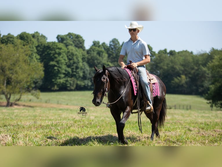 American Quarter Horse Wallach 6 Jahre 152 cm Rappe in Fredericksburg
