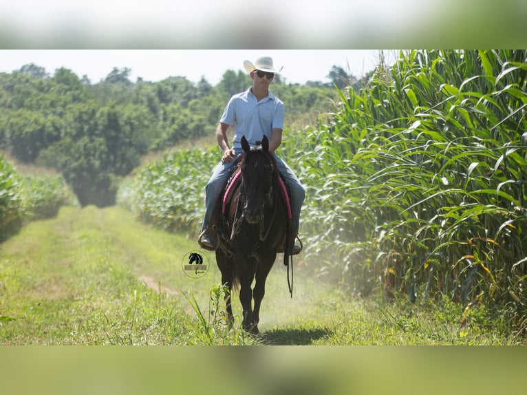 American Quarter Horse Wallach 6 Jahre 152 cm Rappe in Fredericksburg