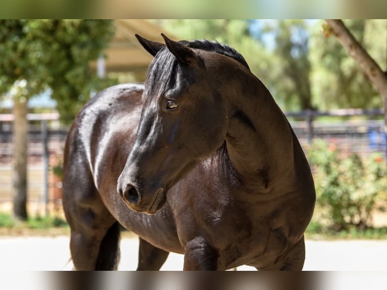 American Quarter Horse Wallach 6 Jahre 152 cm Rappe in Norco