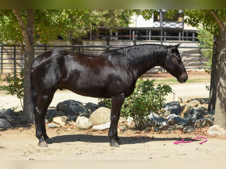 American Quarter Horse Wallach 6 Jahre 152 cm Rappe in Norco