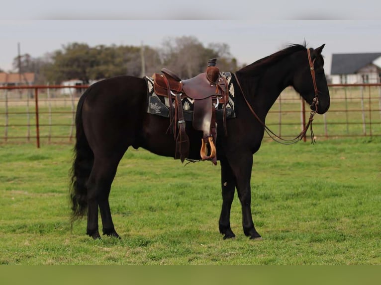 American Quarter Horse Wallach 6 Jahre 152 cm Rappe in Lipan TX