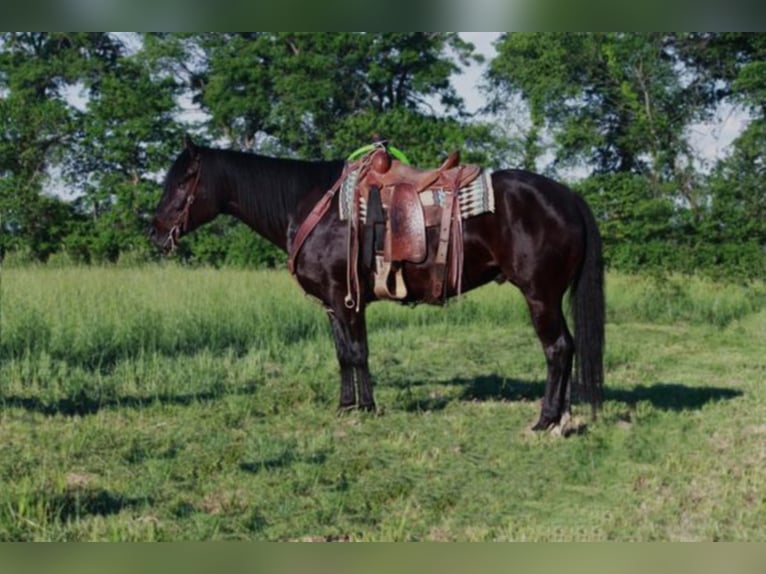 American Quarter Horse Wallach 6 Jahre 152 cm Rappe in Walkerton IN