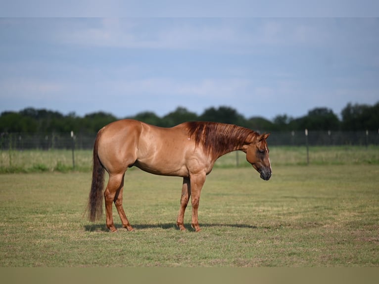 American Quarter Horse Wallach 6 Jahre 152 cm Red Dun in Waco