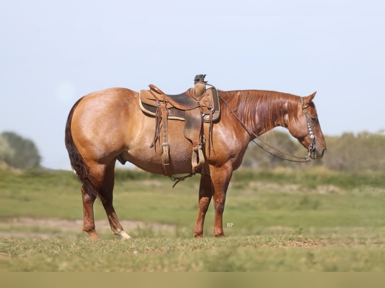 American Quarter Horse Wallach 6 Jahre 152 cm Red Dun in Menan