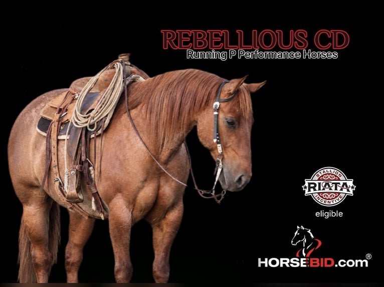 American Quarter Horse Wallach 6 Jahre 152 cm Red Dun in Menan