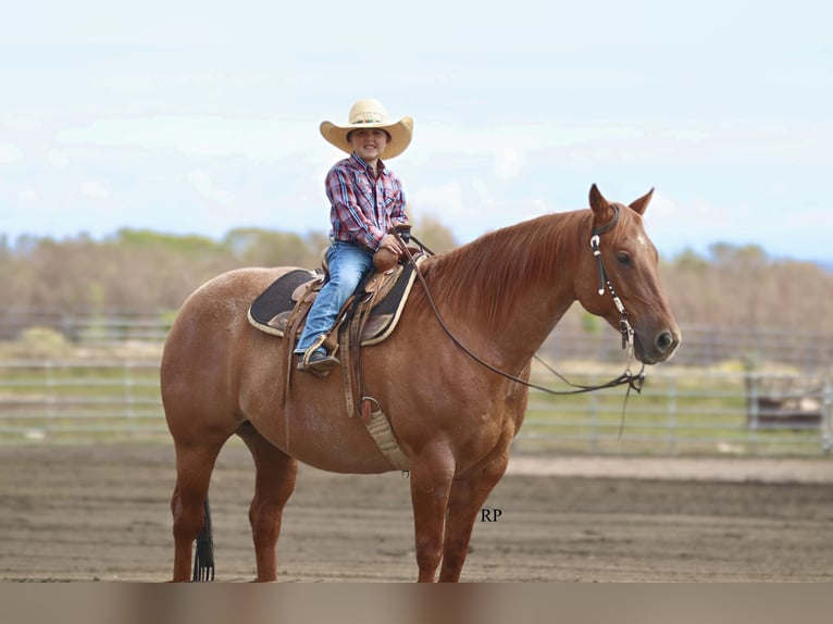 American Quarter Horse Wallach 6 Jahre 152 cm Red Dun in Menan