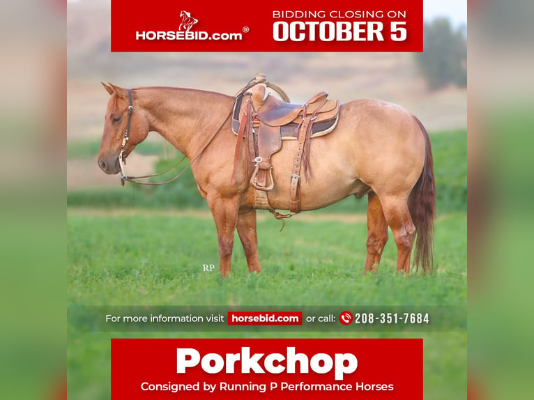 American Quarter Horse Wallach 6 Jahre 152 cm Red Dun in Menan