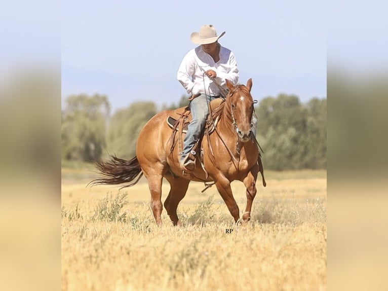 American Quarter Horse Wallach 6 Jahre 152 cm Red Dun in Menan