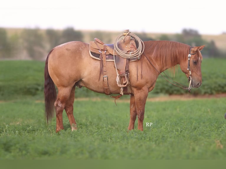 American Quarter Horse Wallach 6 Jahre 152 cm Red Dun in Menan