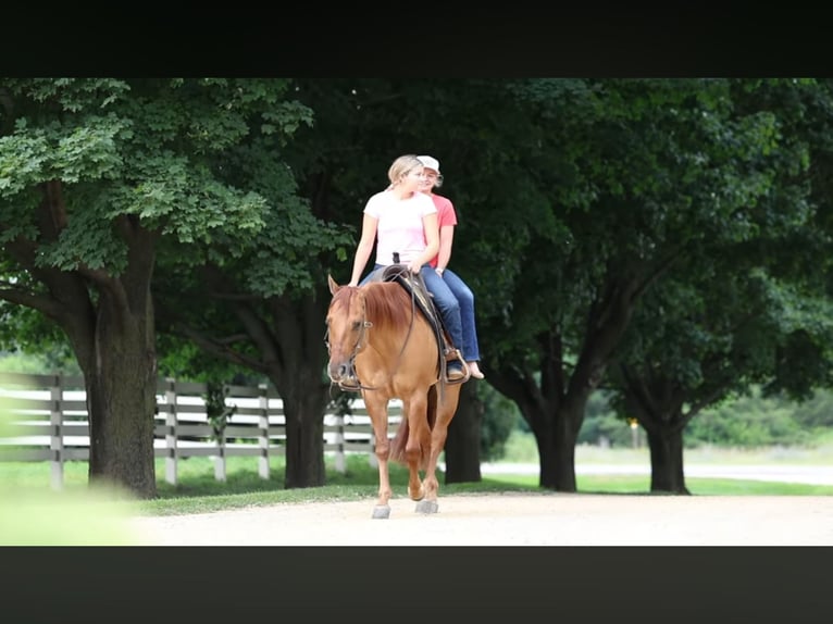 American Quarter Horse Wallach 6 Jahre 152 cm Red Dun in River Falls, WI