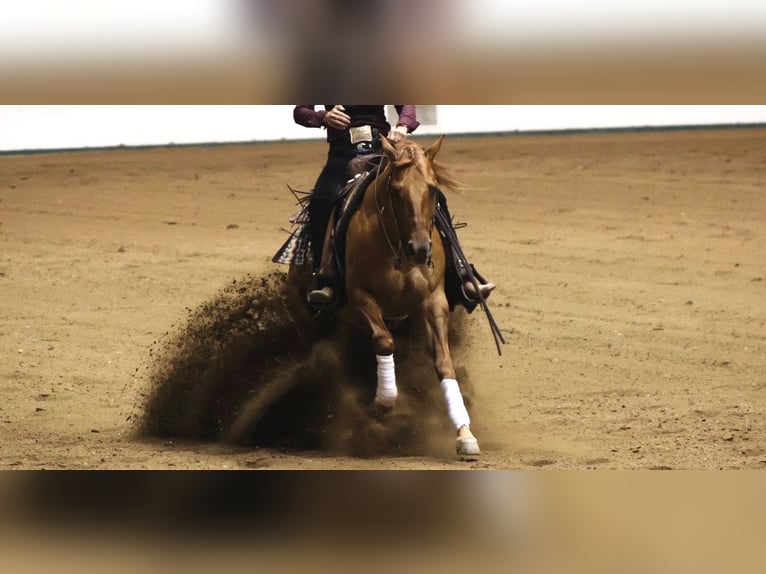 American Quarter Horse Wallach 6 Jahre 152 cm Red Dun in River Falls, WI