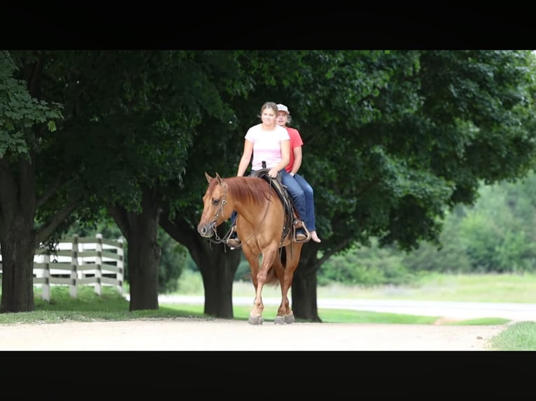 American Quarter Horse Wallach 6 Jahre 152 cm Red Dun in River Falls, WI