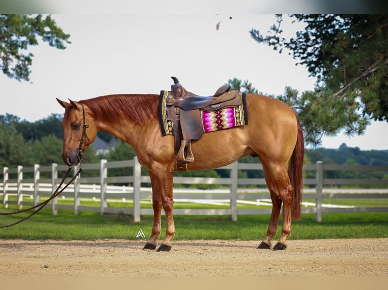 American Quarter Horse Wallach 6 Jahre 152 cm Red Dun in River Falls, WI