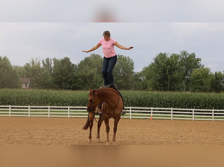 American Quarter Horse Wallach 6 Jahre 152 cm Red Dun in River Falls, WI
