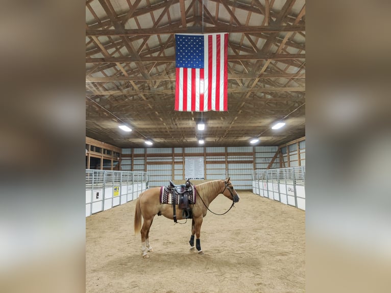 American Quarter Horse Wallach 6 Jahre 152 cm Red Dun in Holmesville