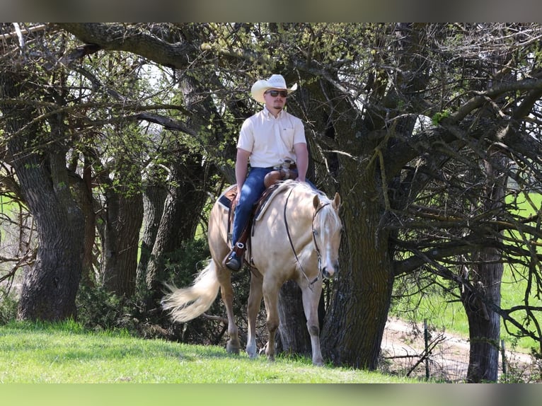 American Quarter Horse Wallach 6 Jahre 152 cm in Buffalo, MO