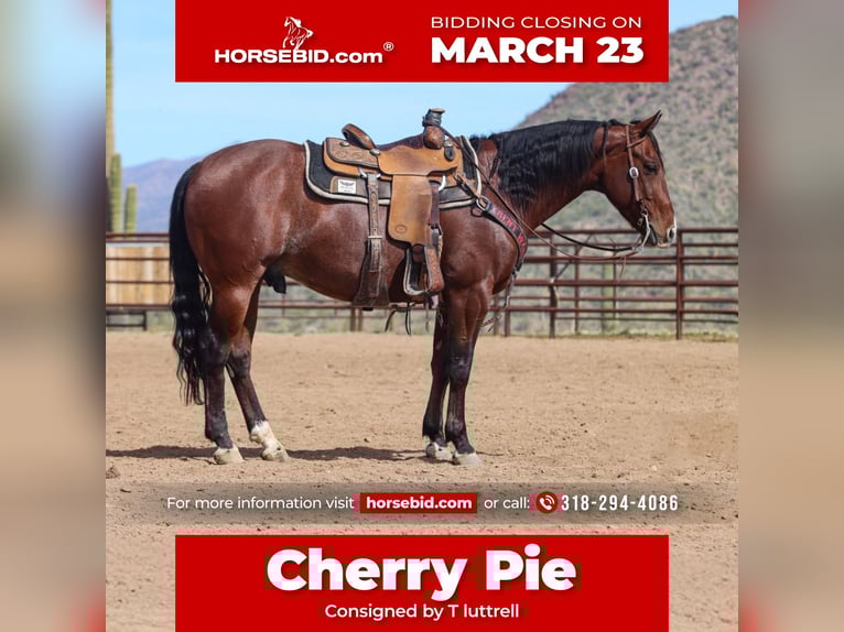 American Quarter Horse Wallach 6 Jahre 152 cm Roan-Bay in Wickenburg