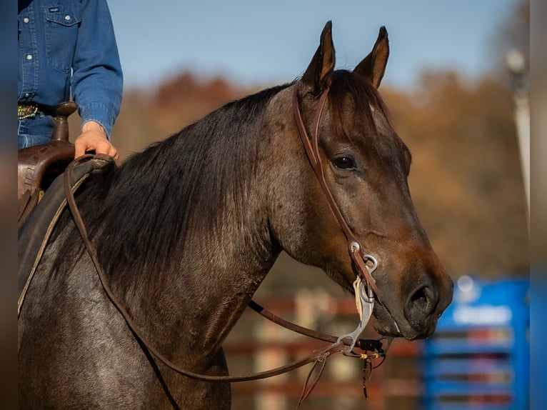 American Quarter Horse Wallach 6 Jahre 152 cm Roan-Bay in Auburn