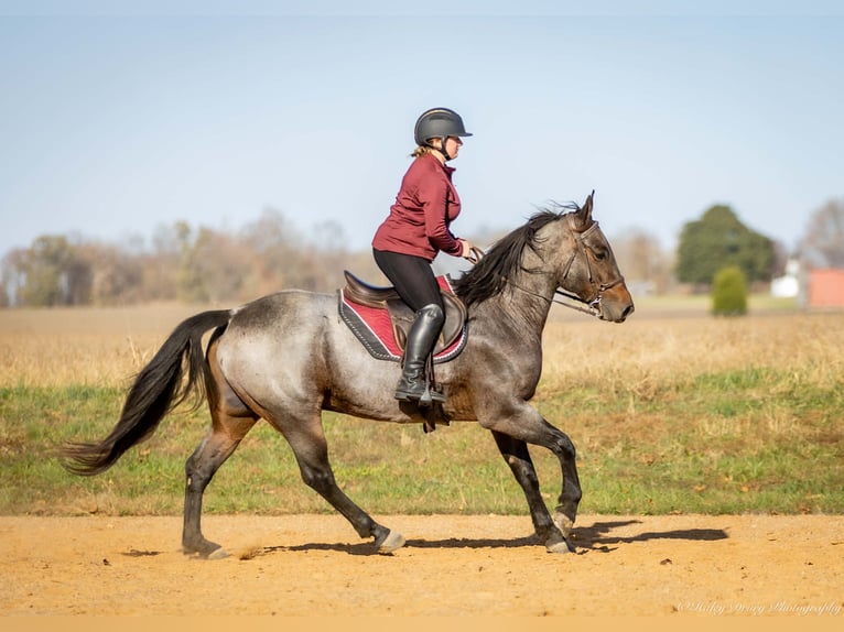 American Quarter Horse Wallach 6 Jahre 152 cm Roan-Bay in Auburn