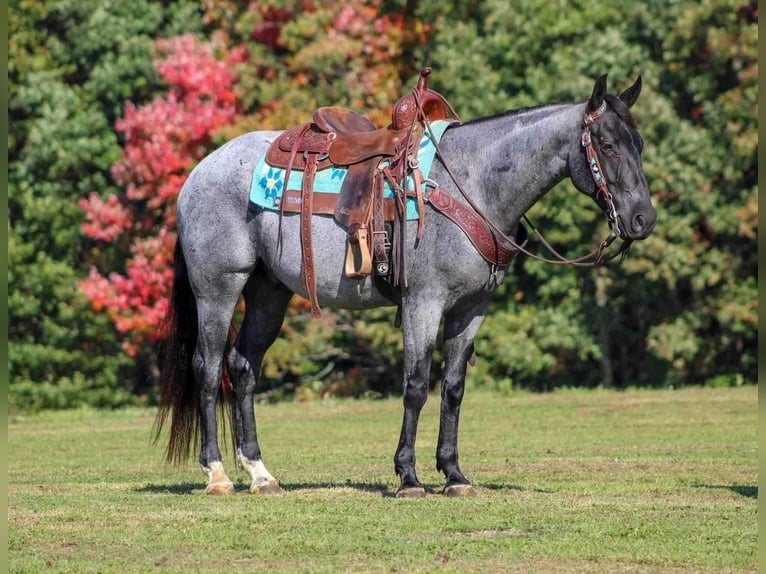 American Quarter Horse Wallach 6 Jahre 152 cm Roan-Blue in Shippenville, PA