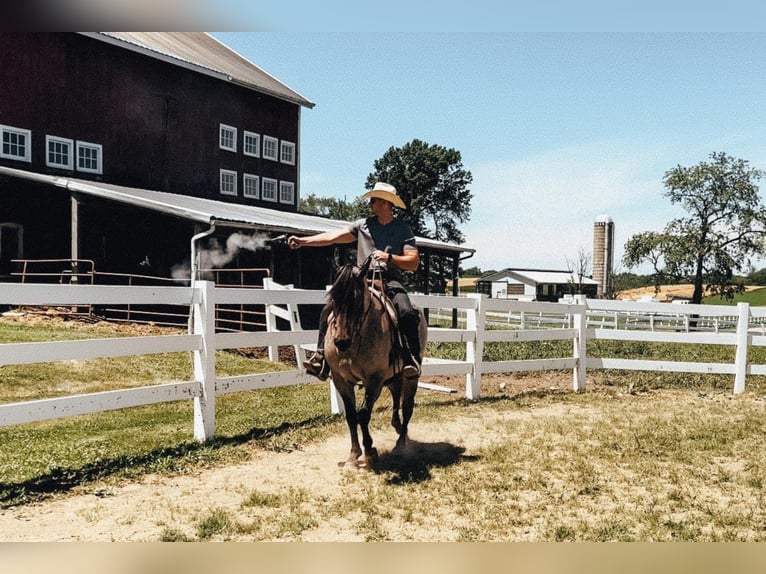 American Quarter Horse Mix Wallach 6 Jahre 152 cm Roan-Blue in Dalton, OH