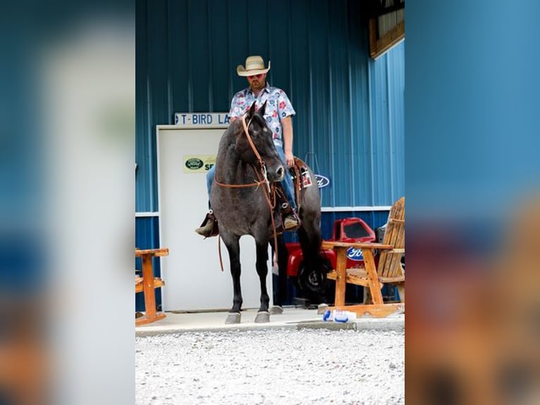 American Quarter Horse Wallach 6 Jahre 152 cm Roan-Blue in Katy