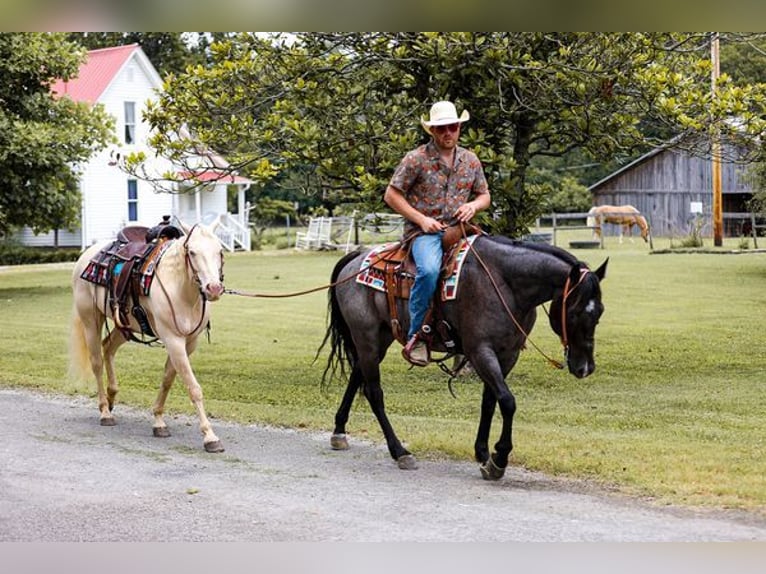 American Quarter Horse Wallach 6 Jahre 152 cm Roan-Blue in Katy