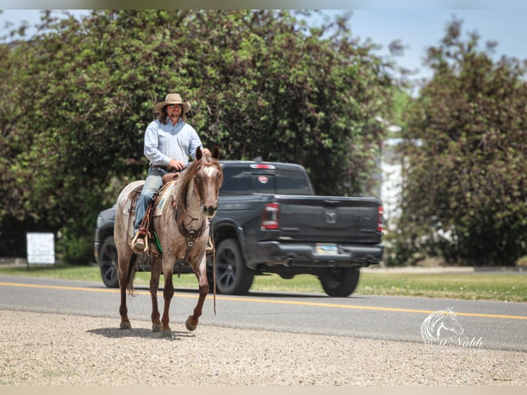 American Quarter Horse Wallach 6 Jahre 152 cm Roan-Red in Cody