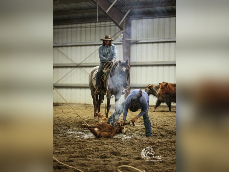 American Quarter Horse Wallach 6 Jahre 152 cm Roan-Red in Cody