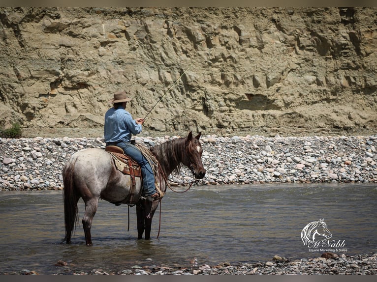 American Quarter Horse Wallach 6 Jahre 152 cm Roan-Red in Cody