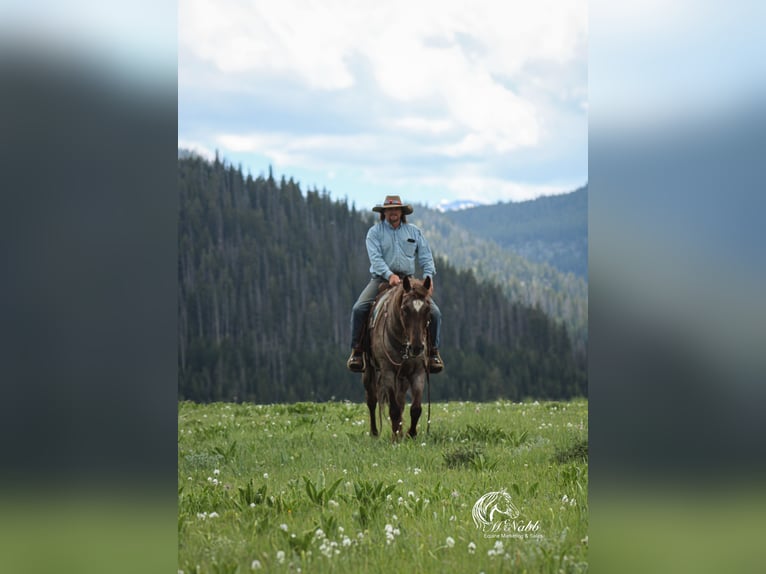 American Quarter Horse Wallach 6 Jahre 152 cm Roan-Red in Cody