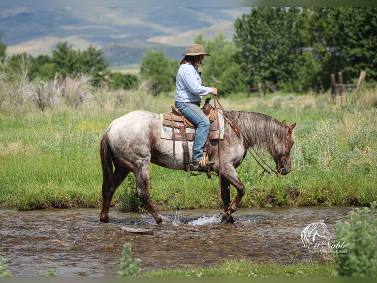 American Quarter Horse Wallach 6 Jahre 152 cm Roan-Red in Cody