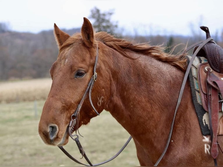 American Quarter Horse Wallach 6 Jahre 152 cm Roan-Red in Beaver Springs