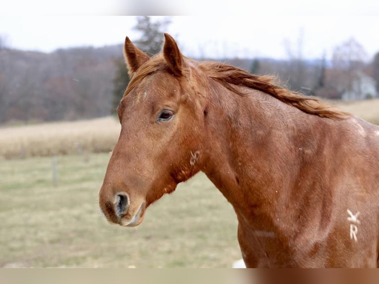 American Quarter Horse Wallach 6 Jahre 152 cm Roan-Red in Beaver Springs