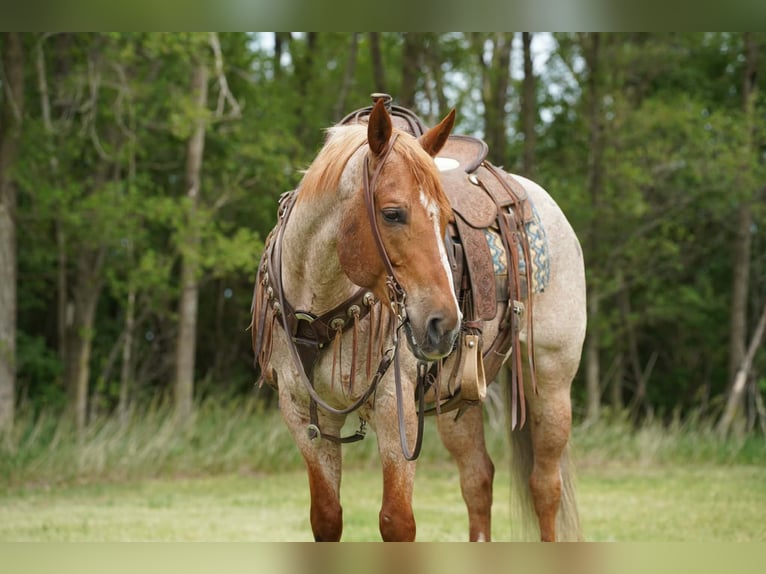 American Quarter Horse Wallach 6 Jahre 152 cm Roan-Red in Corsica