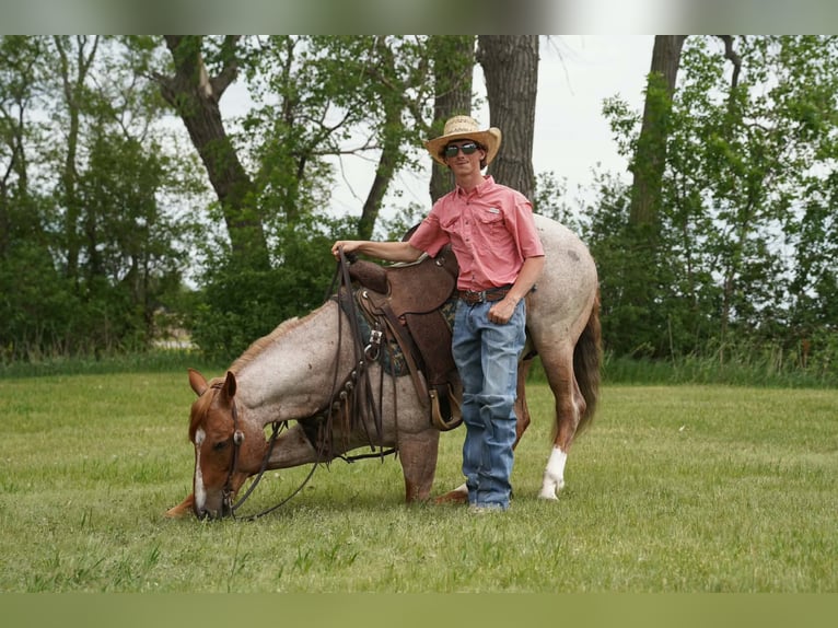 American Quarter Horse Wallach 6 Jahre 152 cm Roan-Red in Corsica