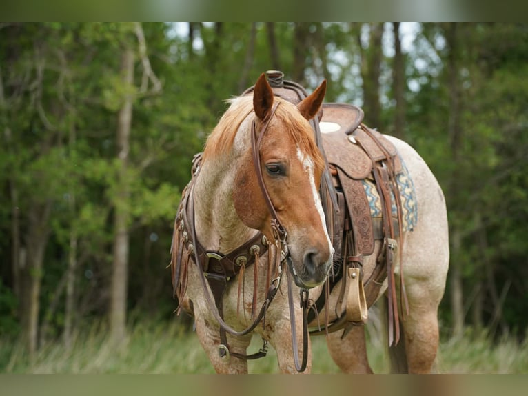 American Quarter Horse Wallach 6 Jahre 152 cm Roan-Red in Corsica