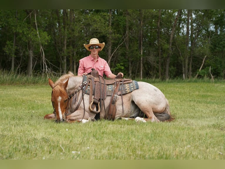 American Quarter Horse Wallach 6 Jahre 152 cm Roan-Red in Corsica