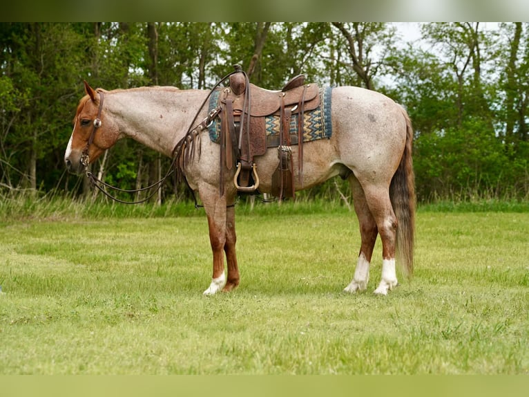 American Quarter Horse Wallach 6 Jahre 152 cm Roan-Red in Corsica