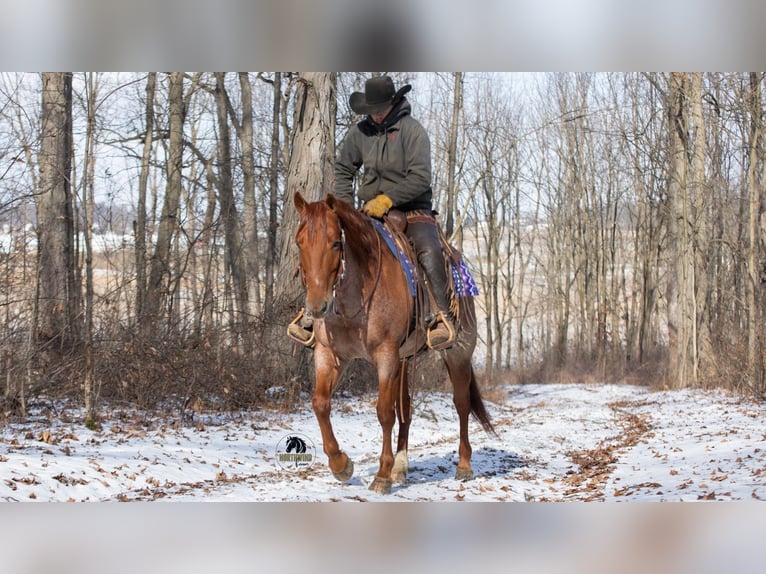 American Quarter Horse Wallach 6 Jahre 152 cm Roan-Red in Fredericksburg