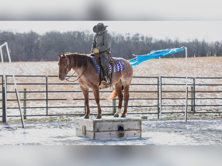 American Quarter Horse Wallach 6 Jahre 152 cm Roan-Red in Fredericksburg