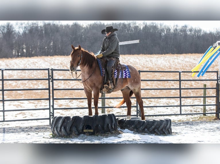 American Quarter Horse Wallach 6 Jahre 152 cm Roan-Red in Fredericksburg
