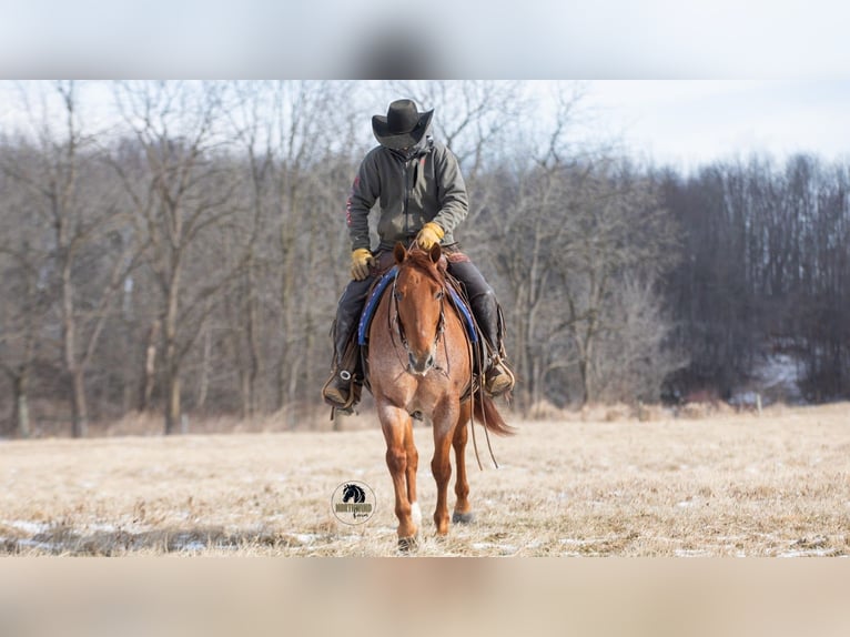 American Quarter Horse Wallach 6 Jahre 152 cm Roan-Red in Fredericksburg