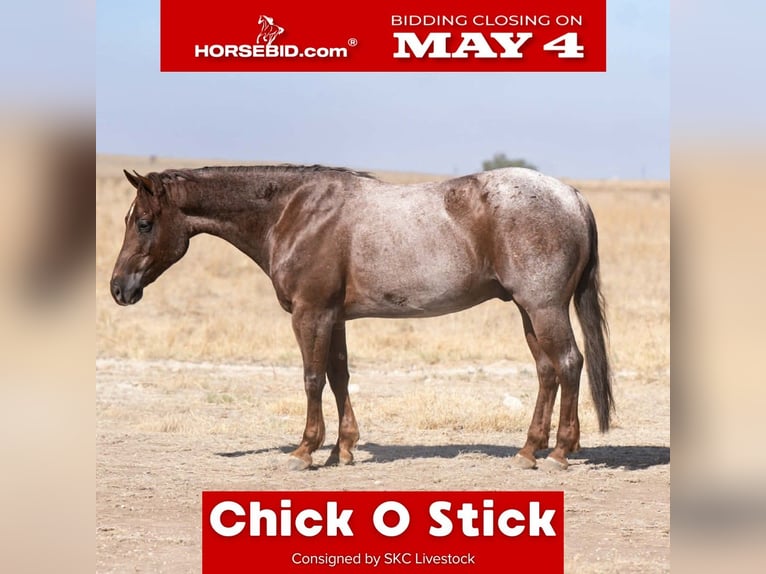 American Quarter Horse Wallach 6 Jahre 152 cm Roan-Red in Canyon, TX