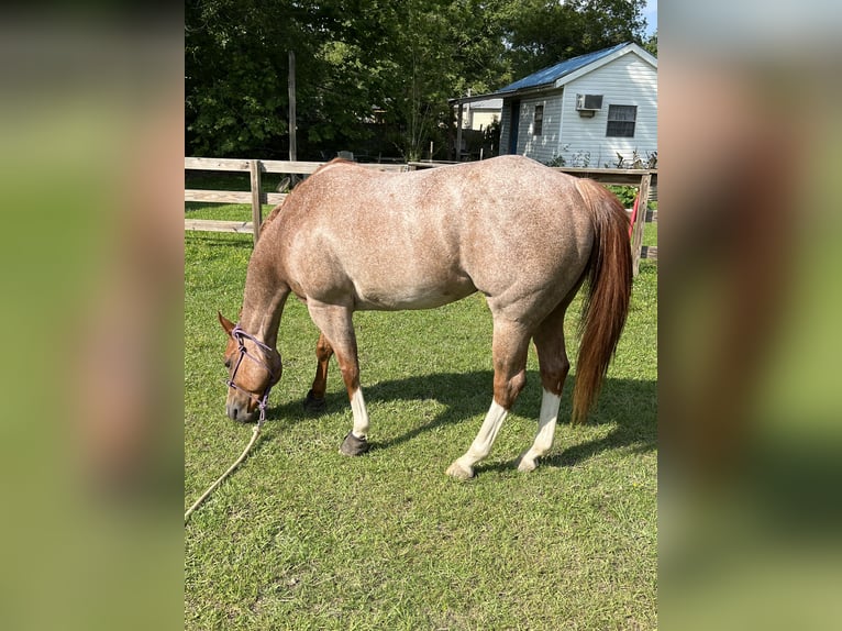 American Quarter Horse Wallach 6 Jahre 152 cm Roan-Red in Baton Rouge LA